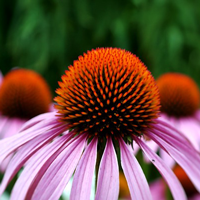 エキナセア画像
