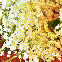 エルダーフラワー画像