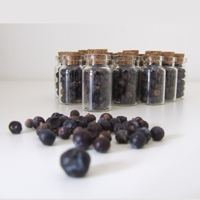 ジュニパー画像