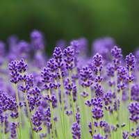 	ラベンダー画像