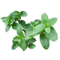 ペパーミント画像